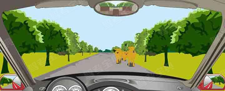 如图所示，驾驶机动车在这样的路段要注意观察，随时避让横过道路的动物。